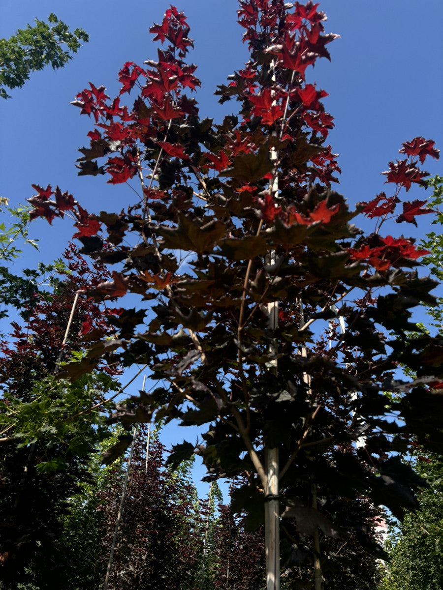 Acer platanoides 'Royal Red' (Oregon-Blutahorn 'Royal Red')