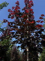 Acer platanoides 'Royal Red' als Pflanze im Beet, erhältlich von 270-330 bis 450-650 cm ;;ab 344,00 Euro