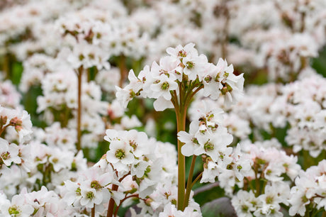 Bergenia cordifolia 'Baby Doll' mit Blüte ;;ab 7,35 Euro