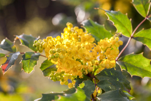 Mahonia aquifolium 'Apollo' mit Blüte, erhältlich von 20-25 bis 30-40 cm ;;ab 21,50 Euro