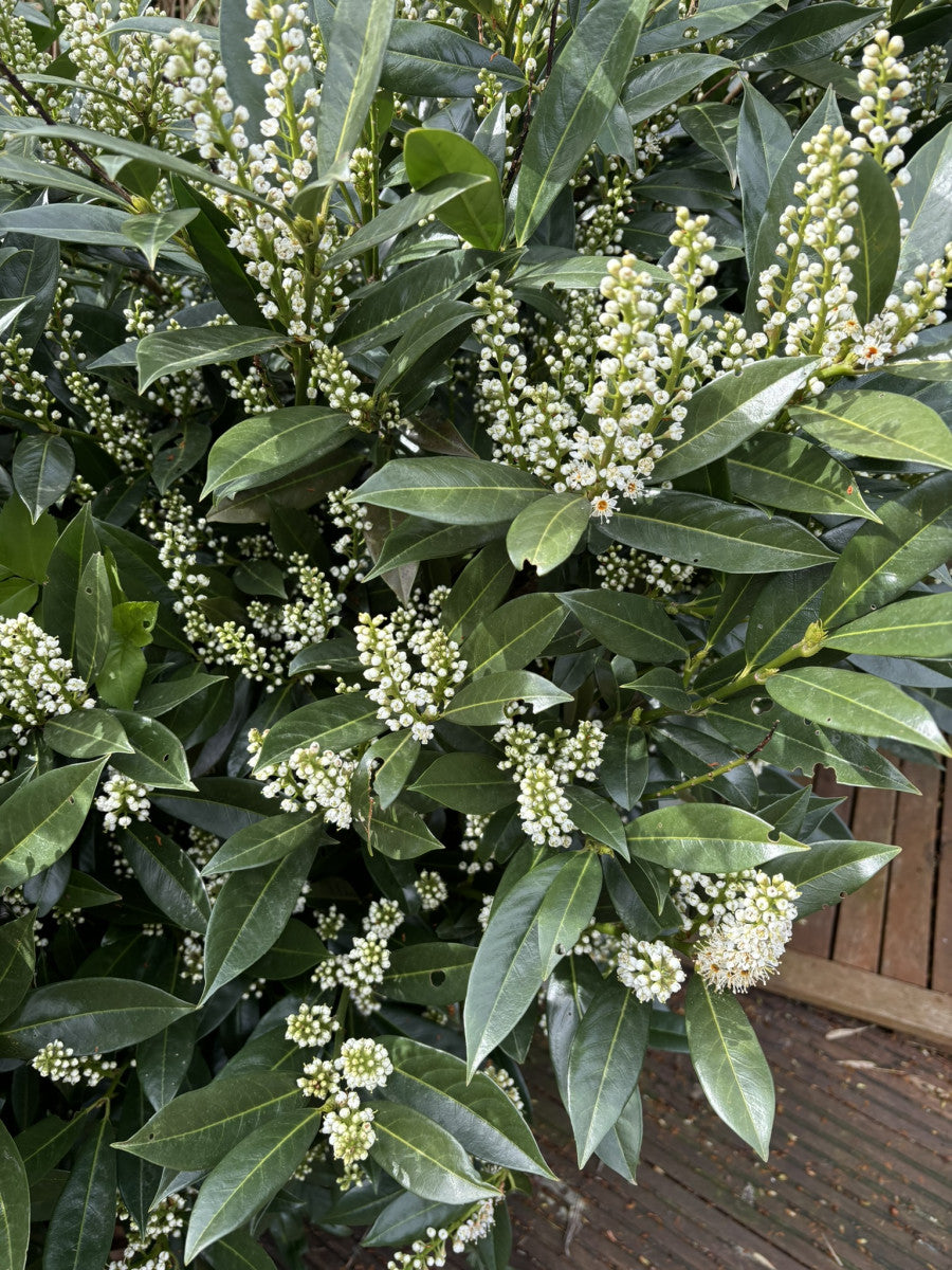 Prunus lauroc. 'Otto Luyken' (Breitw. Lorbeerkirsche 'Otto Luyken')