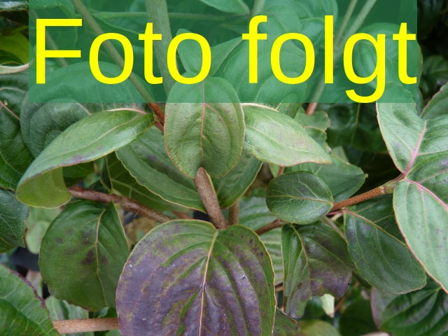 Cornus florida 'Rubra' (Roter Blumen-Hartriegel 'Rubra')