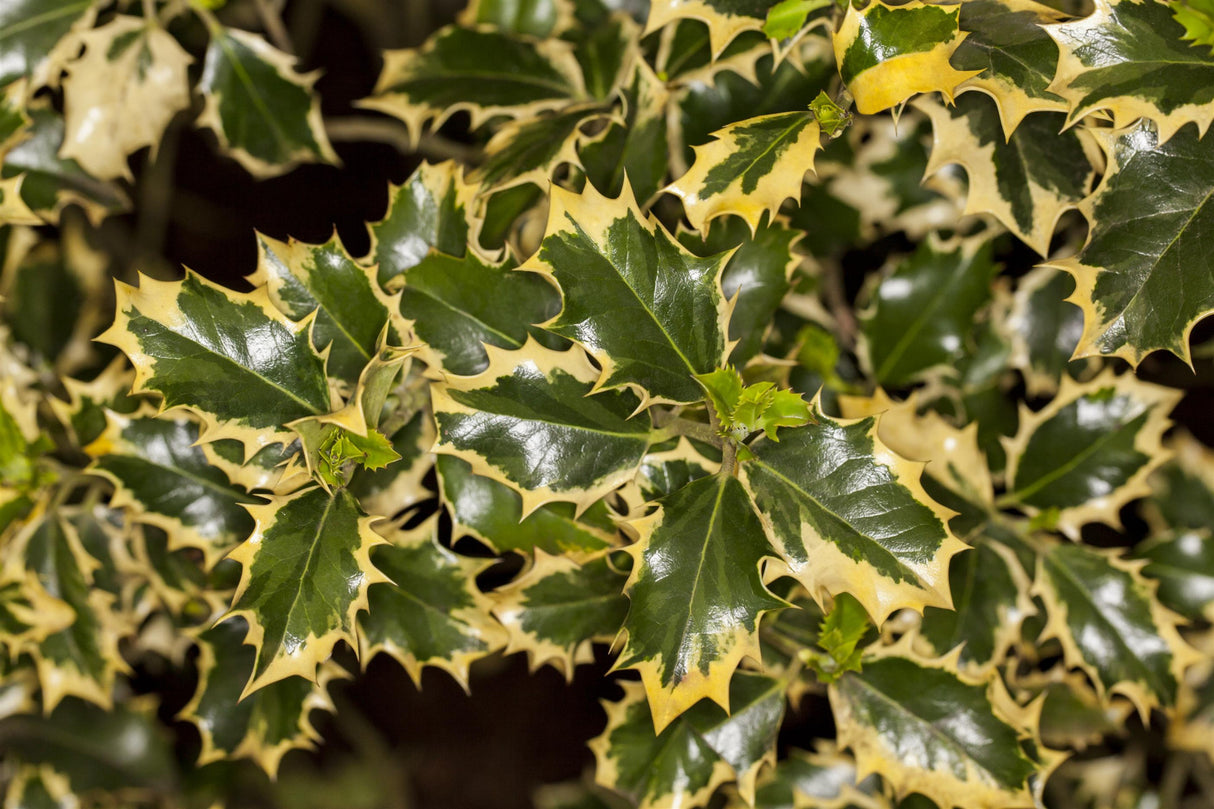 Ilex aquif. 'Silver Queen' mit Belaubung, erhältlich von 40-60 bis 60-80 cm ;;ab 47,20 Euro