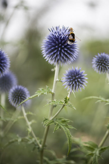 Echinops ritro mit Blüte ;;ab 4,25 Euro