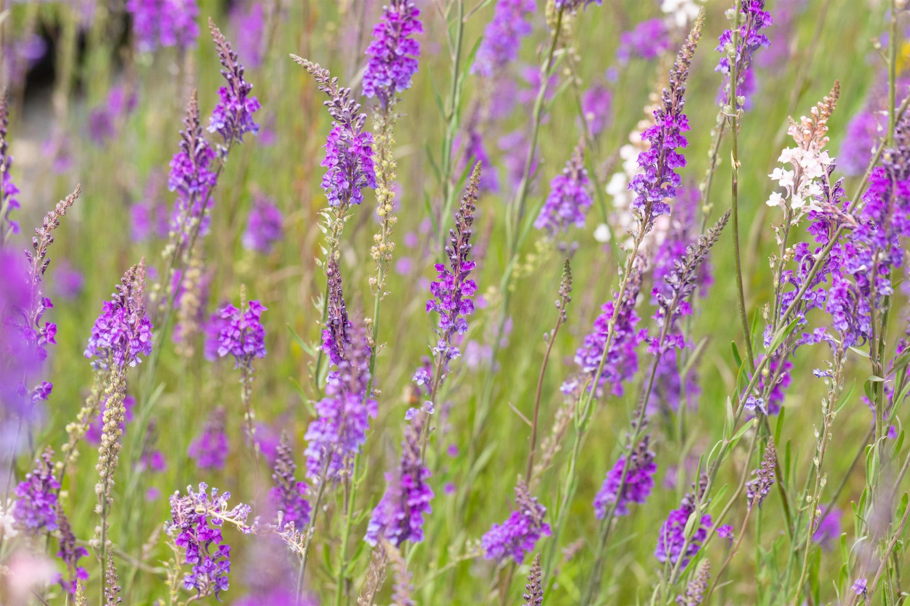 Linaria purpurea (Purpurblütiges Leinkraut)