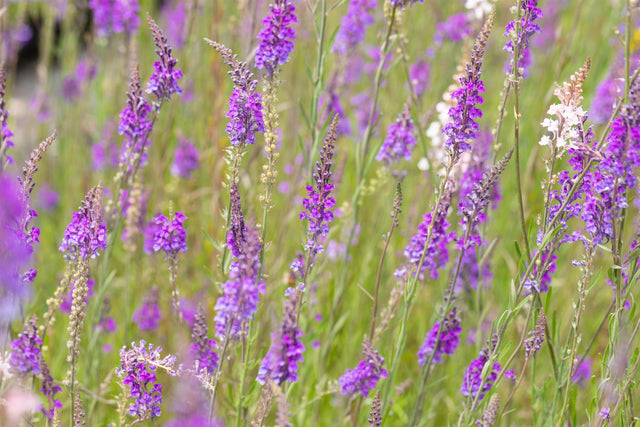 Linaria purpurea mit Blüte ;;ab 3,70 Euro