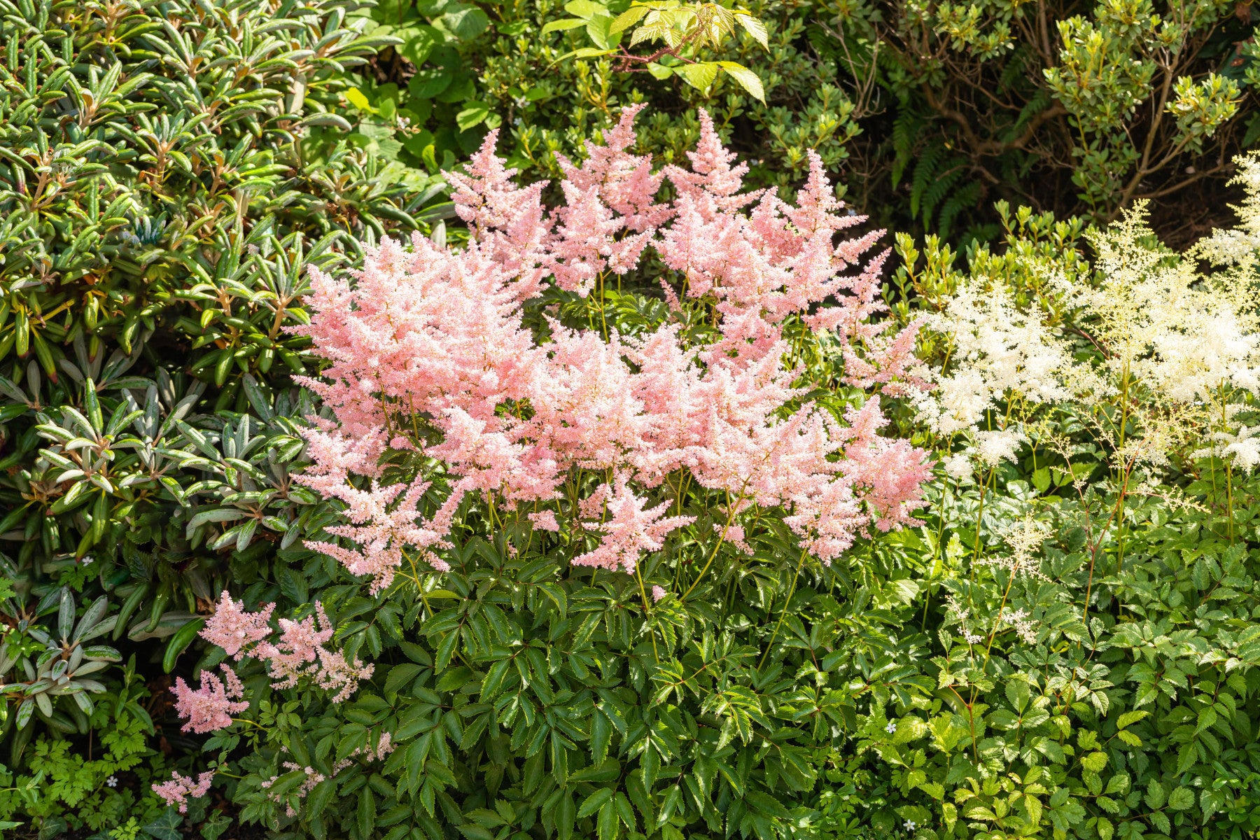 Astilbe japonica (Japanische Prachtspiere)