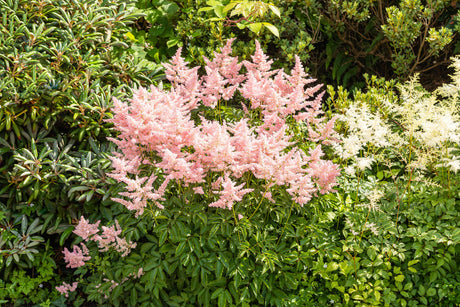 Astilbe japonica ;;ab 4,00 Euro