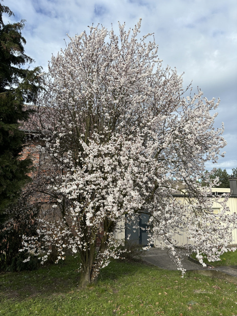 Prunus cerasifera (Wildpflaume)