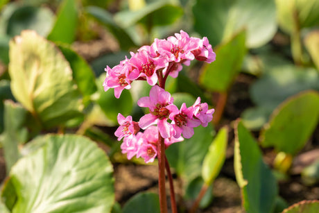 Bergenia cordifolia 'Herbstblüte' mit Blüte ;;ab 5,35 Euro