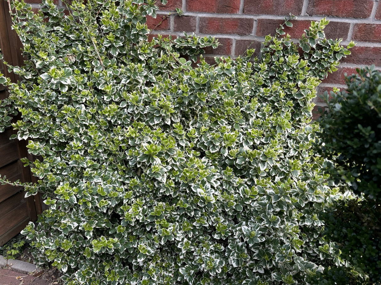 Euonymus fortunei 'Emerald Gaiety' , erhältlich von 15-20 bis 30-40 cm ;;ab 6,00 Euro