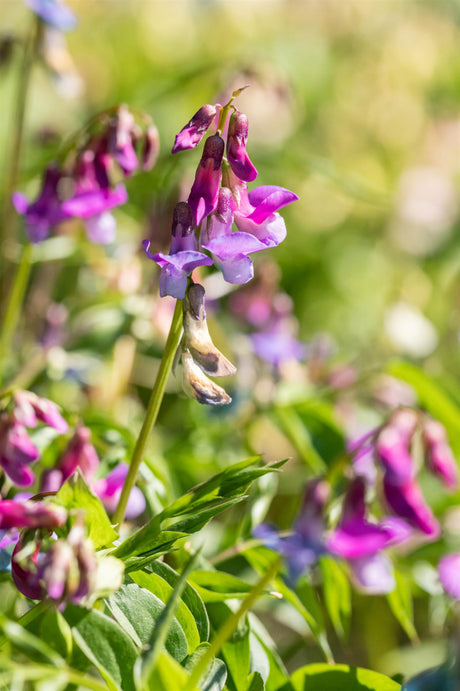 Lathyrus vernus mit Blüte ;;ab 5,10 Euro