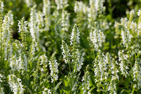 Salvia nemorosa 'Adrian' mit Blüte ;;ab 3,70 Euro