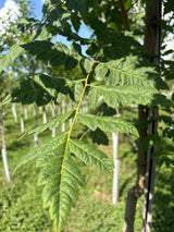 Blasenbaum mit Belaubung, verfügbar in 13 Größen und Varianten ; Einsatz: kleinkroniger Baum ; Pluspunkt: blütenpracht;;hier kaufen