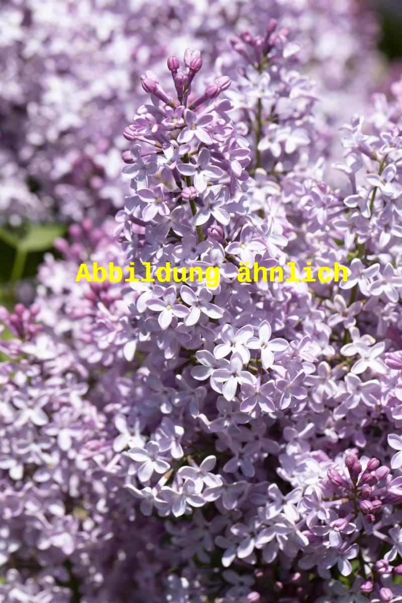 Syringa vulg. 'Nadezhda' (Edelflieder 'Nadezhda')