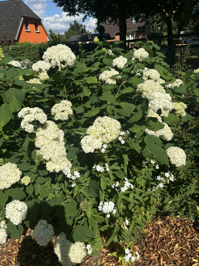 Hydrangea arborescens 'Annabelle' mit Blüte, erhältlich von 40-60 bis 80-100 cm ;;ab 20,40 Euro