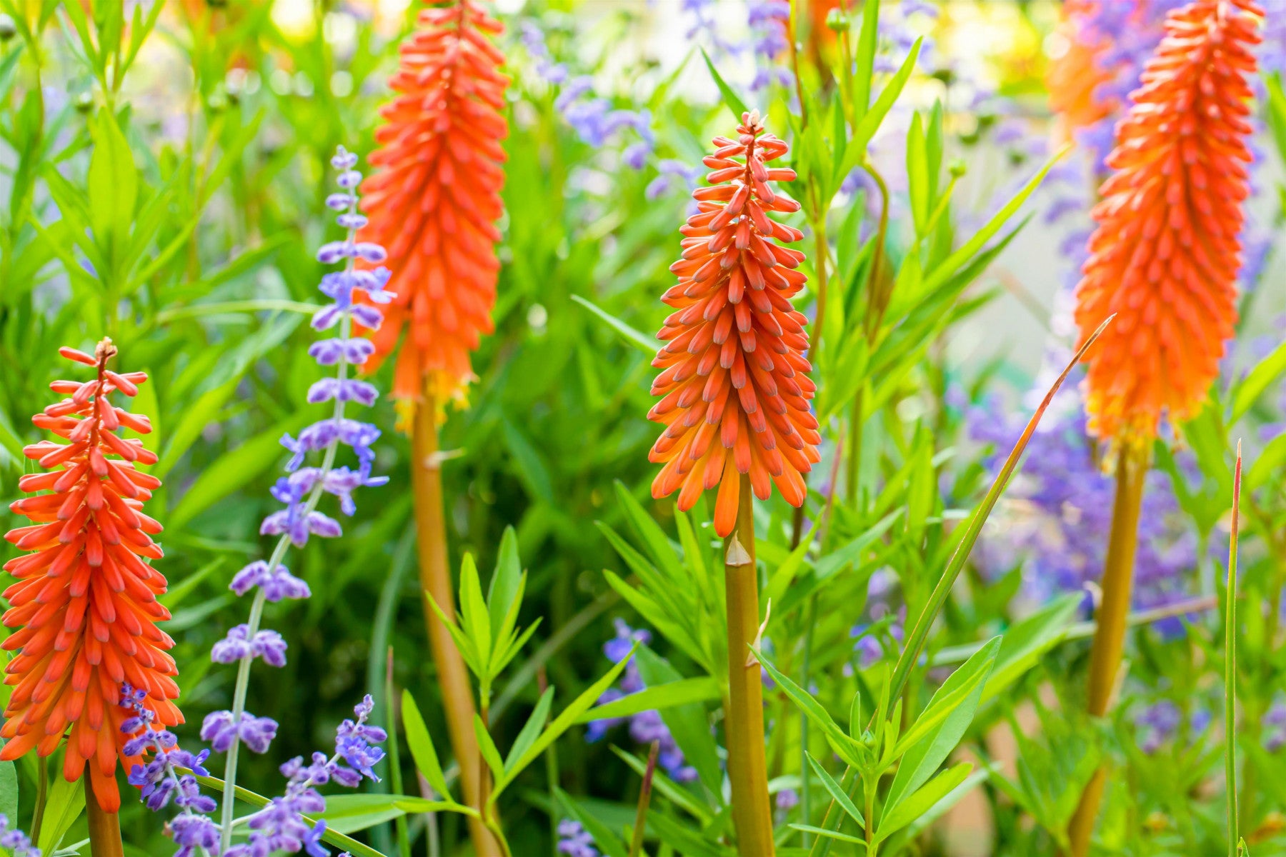 Kniphofia uvaria 'Alcazar' (Garten-Fackellilie)