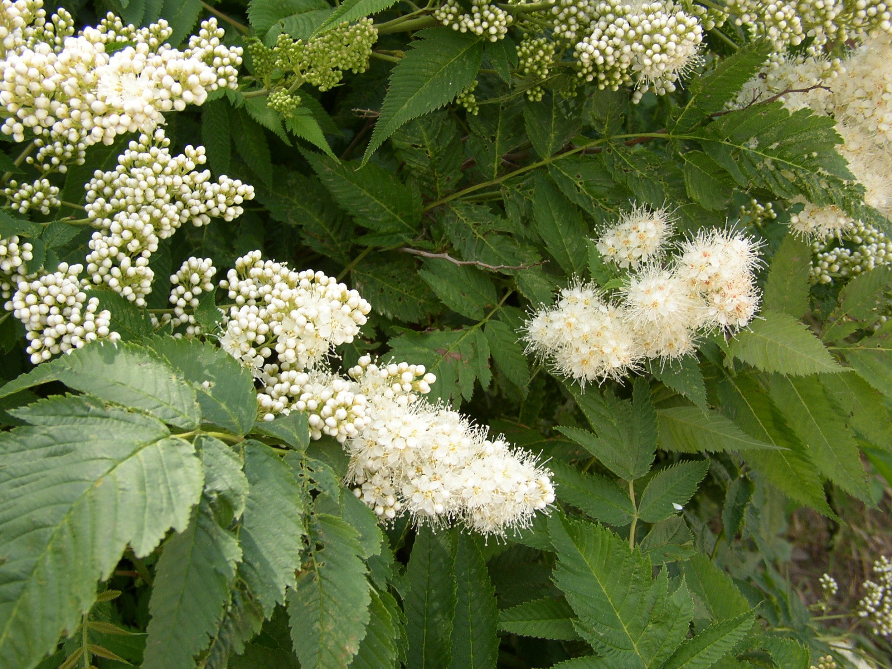 Sorbaria sorbifolia (Niedrige Fiederspiere)