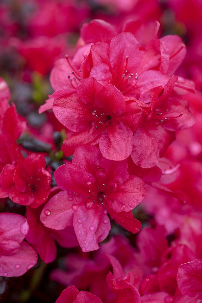 Rhododendron obt. 'Diamant Rot' mit Blüte, erhältlich von 20-25 bis 40-50 cm ;;ab 15,90 Euro