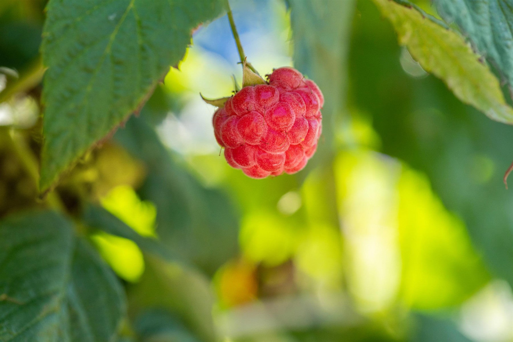 Rubus id. 'Ambition' (Himbeere 'Ambition' -R-)