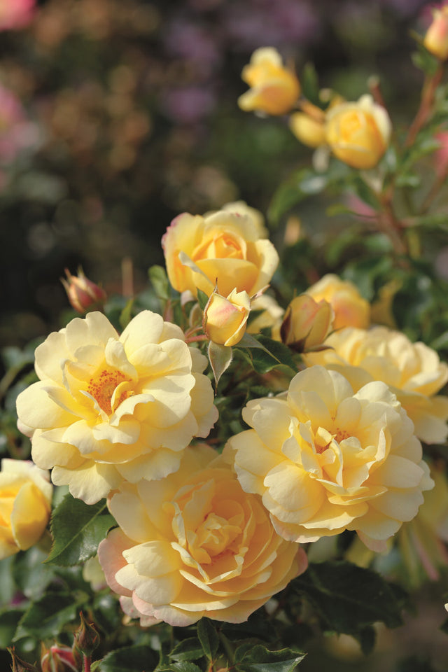 Rosa 'Candela' STR mit Blüte ;;ab 8,10 Euro