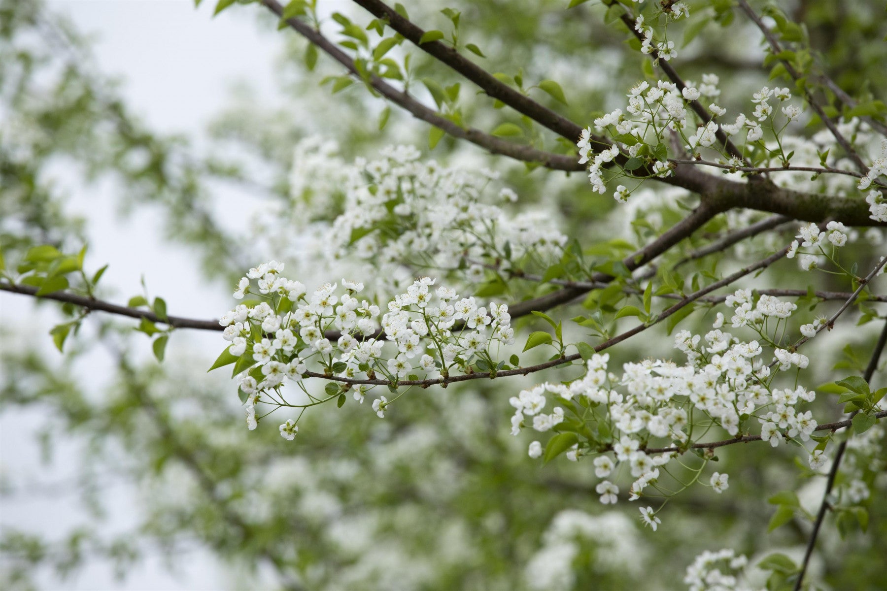 Prunus mahaleb (Steinweichsel)