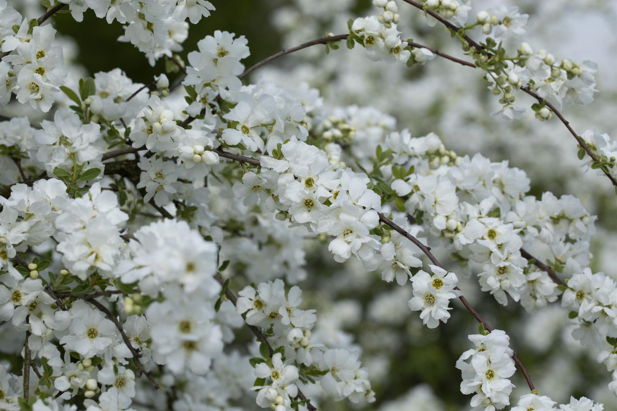 Schönfruchtige Prunkspiere mit Blüte, erhältlich als: ; Einsatz: Ziergehölz ; Pluspunkt: winterhart;;günstig mit Qualität