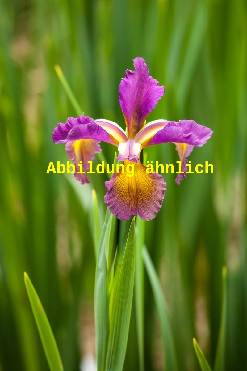 Iris spuria (Steppen-Schwertlilie)