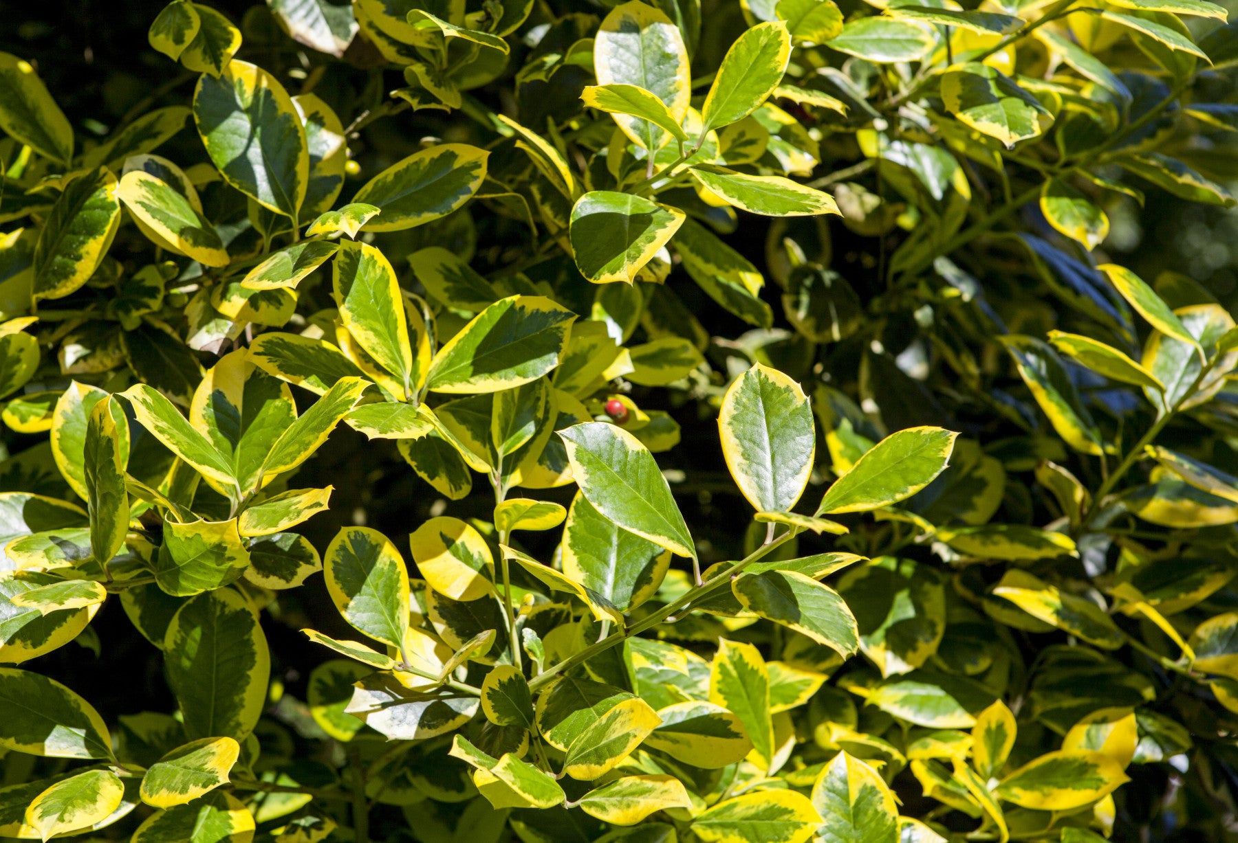 Ilex aquif. 'Golden van Tol' (Gelbbunte Stechpalme 'Golden van Tol')