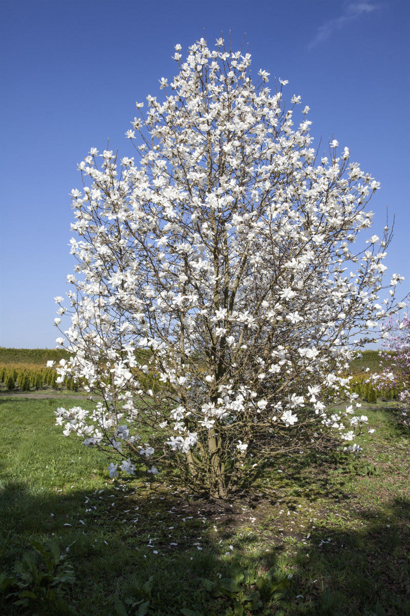 Magnolia 'Merrill' als Pflanze im Beet, erhältlich als: Solitär ; Einsatz: Ziergehölz ; Pluspunkt: winterhart;;günstig mit Qualität