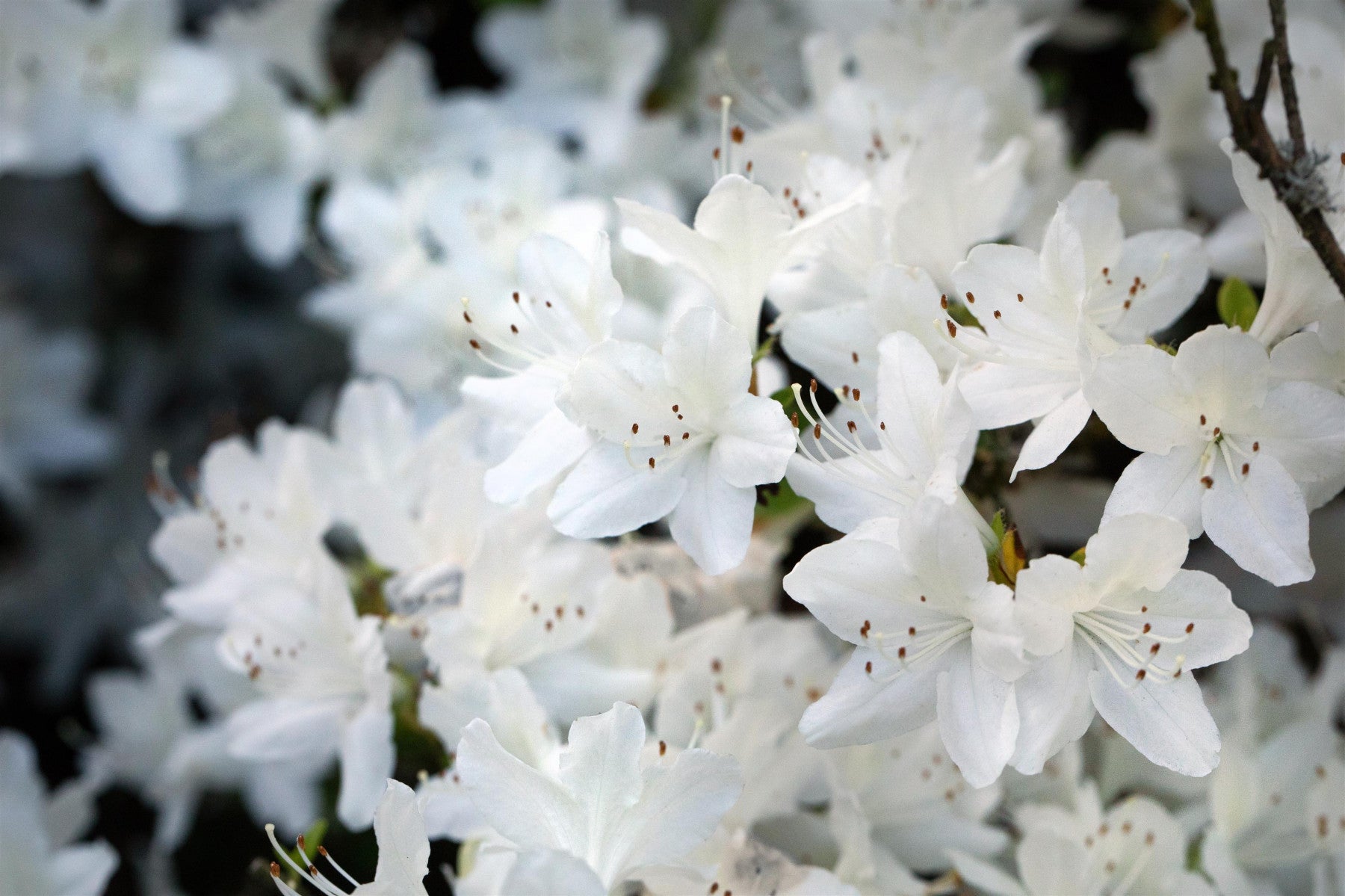 Rhododendron obt. 'Schneeglanz' (Japanische Azalee 'Schneeglanz')