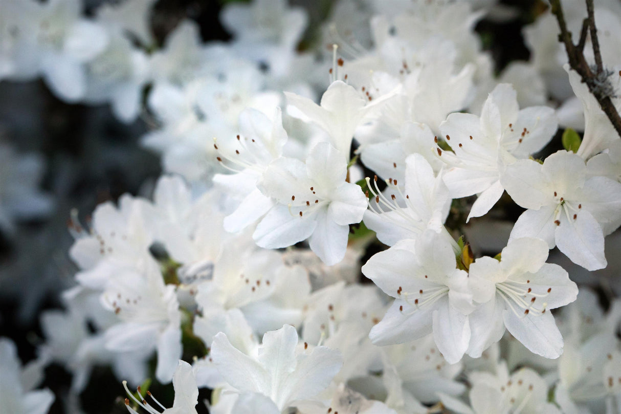 Rhododendron obt. 'Schneeglanz' mit Blüte, erhältlich von 25-30 bis 40-50 cm ;;ab 19,80 Euro