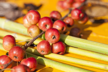 Malus 'Nicoline' mit Früchten, erhältlich von 60-100 bis 450-650 cm ;;ab 16,60 Euro