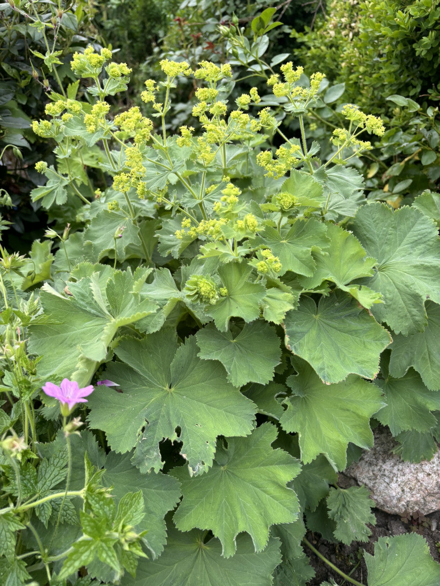 Alchemilla mollis (Großblättriger Frauenmantel)