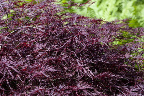 Acer palmatum 'Dissectum Nigrum' mit Sommerbelaubung, erhältlich von 40-50 bis 60-70 cm ;;ab 69,00 Euro