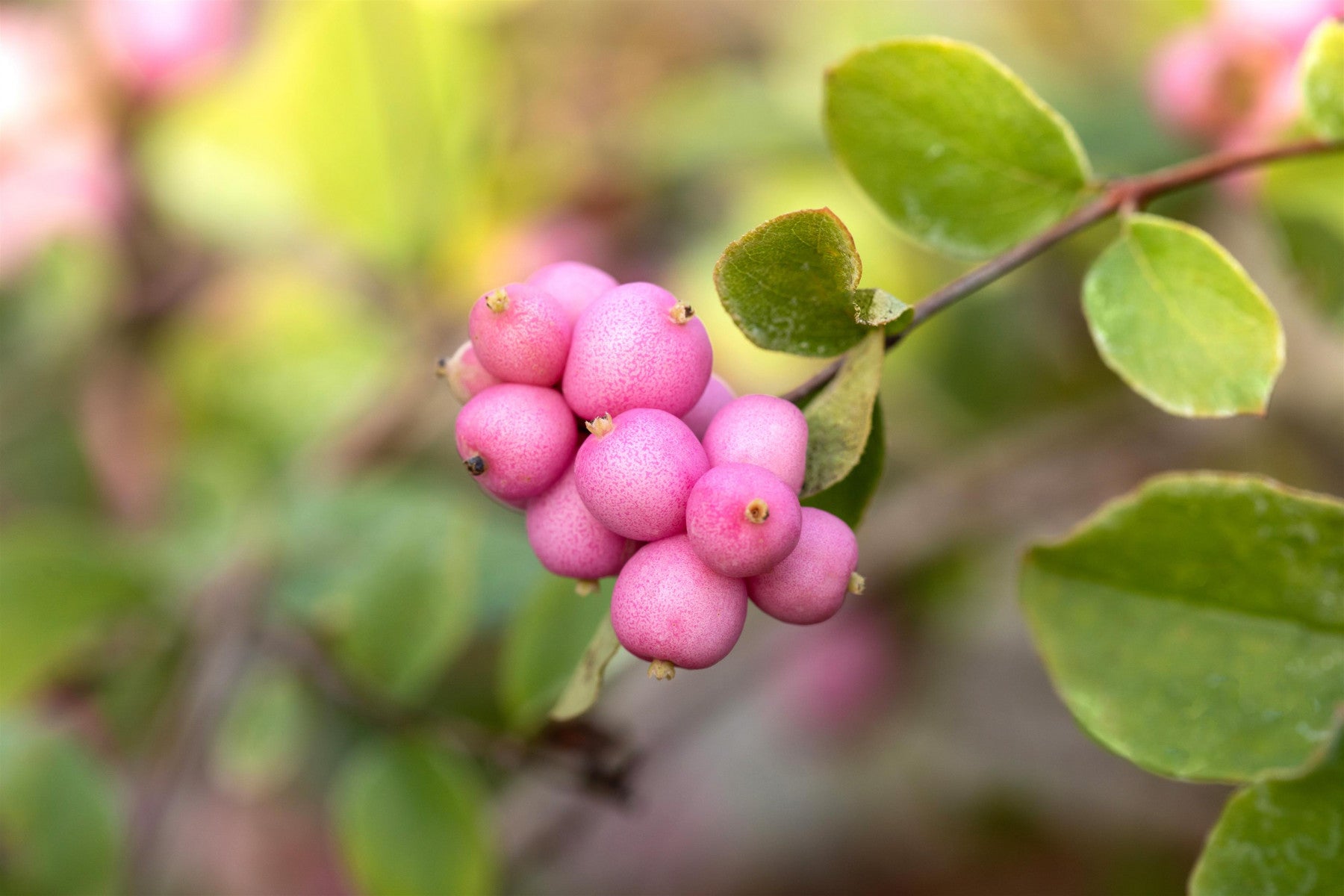 Symphoricarpos doorenbosii 'Hecona' (Purpurbeere 'Hecona')