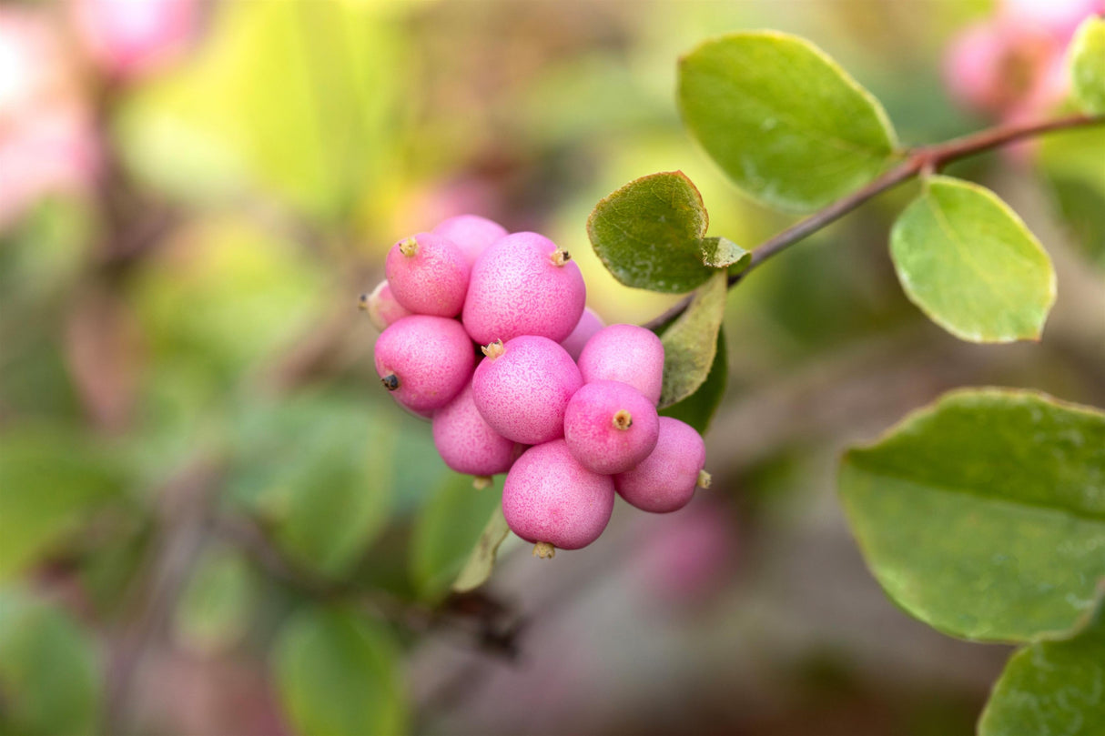 Symphoricarpos doorenbosii 'Hecona' mit Früchten, erhältlich von 40-60 bis 60-100 cm ;;ab 13,70 Euro