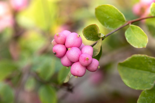 Symphoricarpos doorenbosii 'Hecona' mit Früchten, erhältlich von 40-60 bis 60-100 cm ;;ab 13,70 Euro