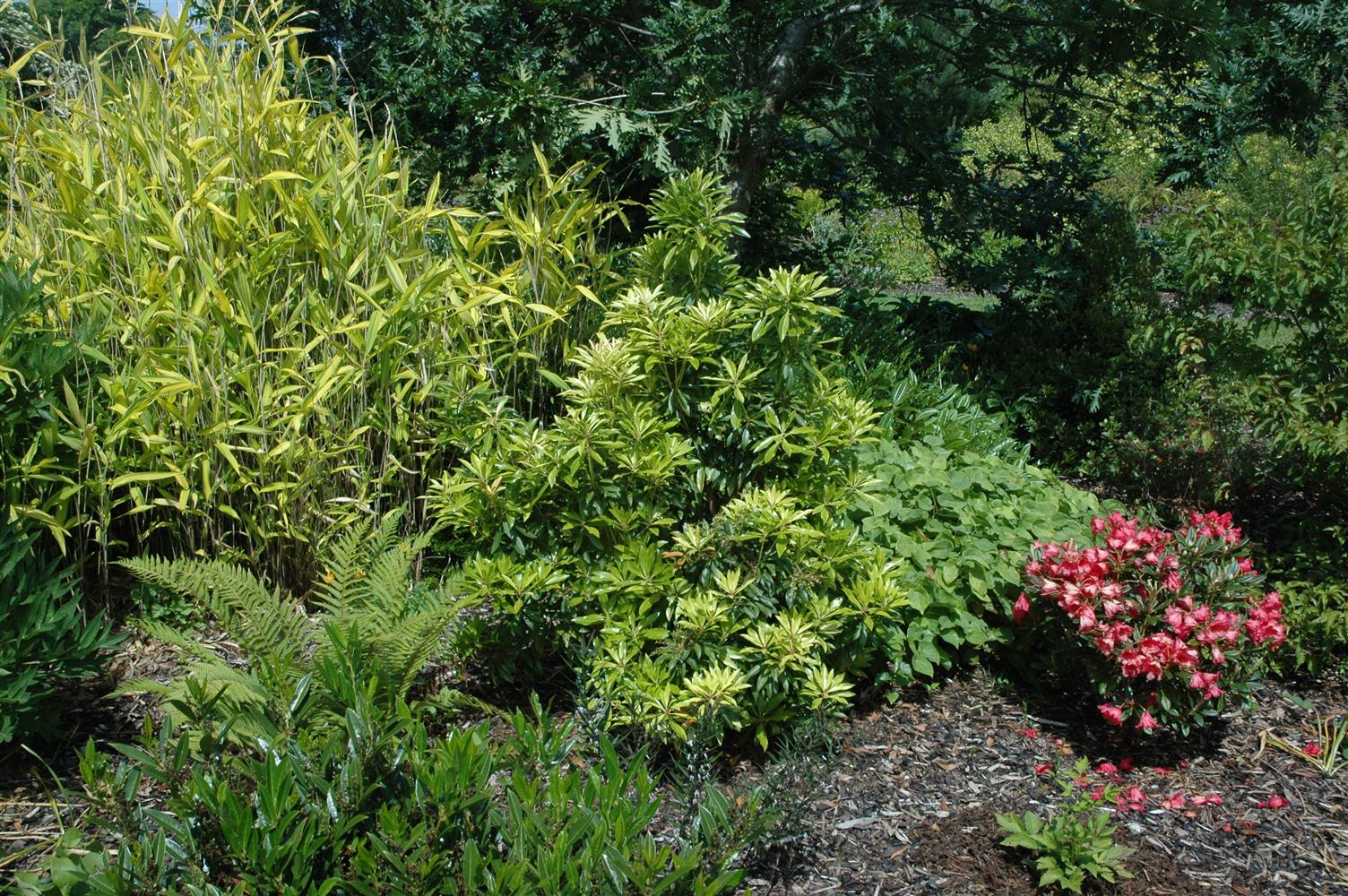 Pieris japonica yakushimanum (Zwerg-Schattenglöckchen)