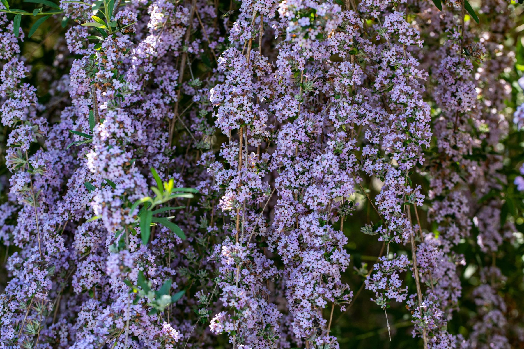 Buddleja alternifolia (Hänge-Sommerflieder)