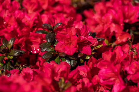 Rhododendron obt. 'Maruschka' mit Blüte, erhältlich von 20-25 bis 40-50 cm ;;ab 15,90 Euro