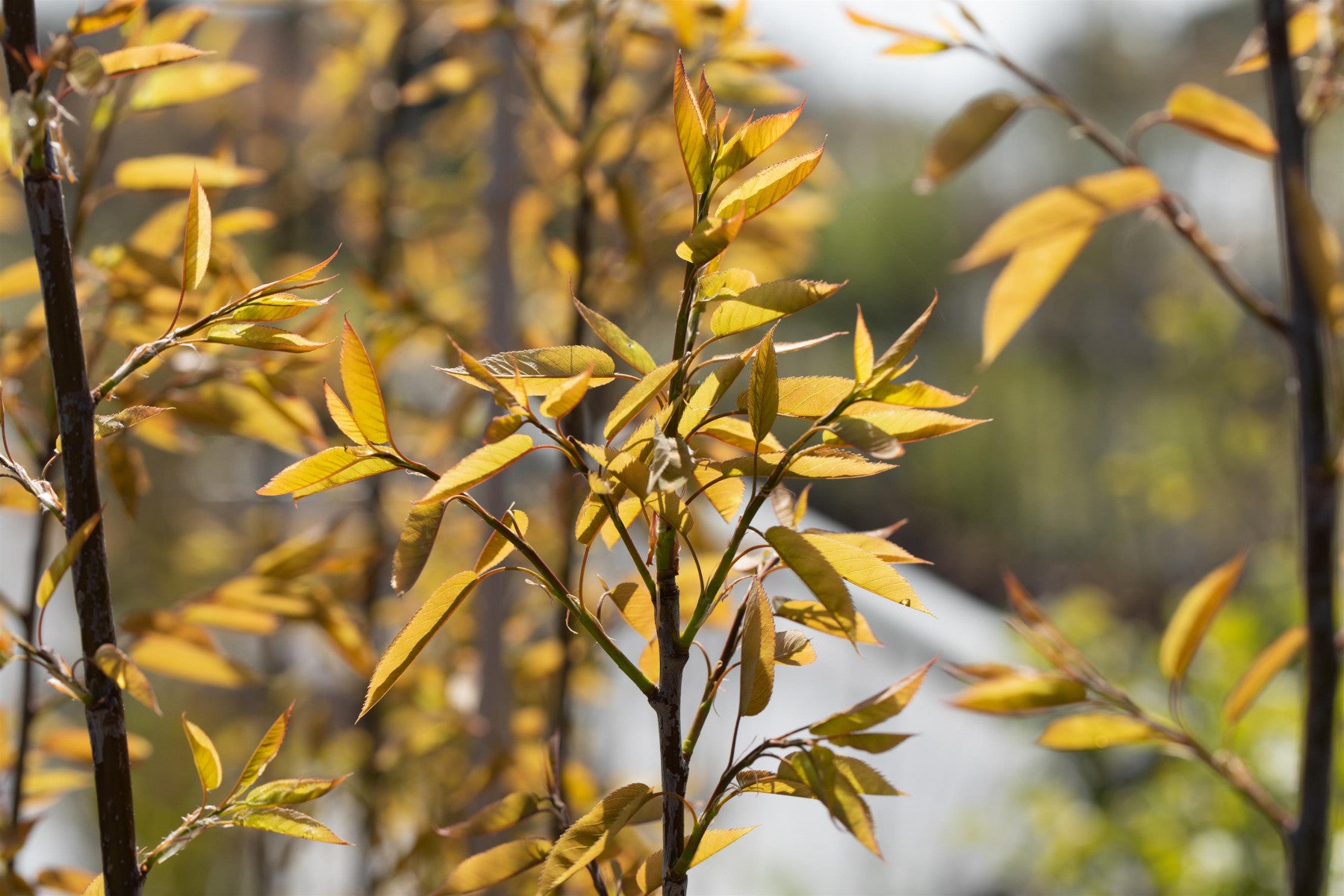 Amelanchier arborea 'Robin Hill' (Felsenbirne 'Robin Hill')