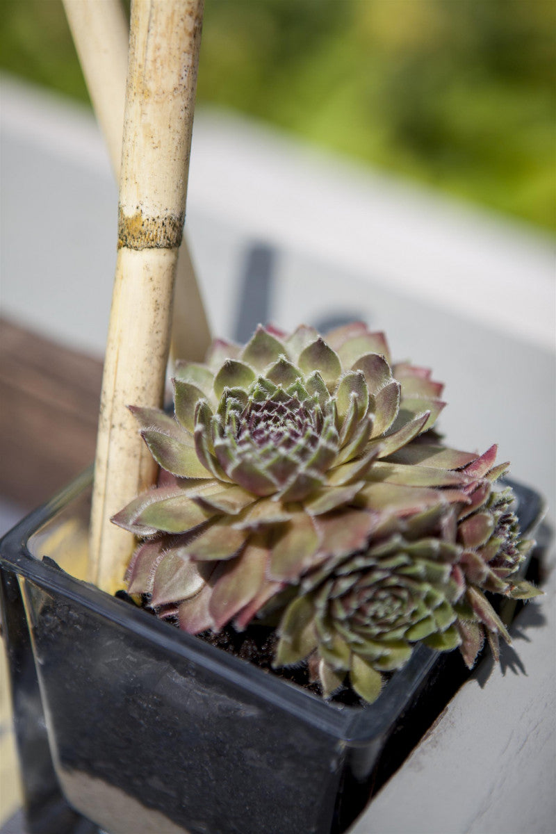 Sempervivum x cult. 'Silver Thaw' (Garten-Hauswurz)