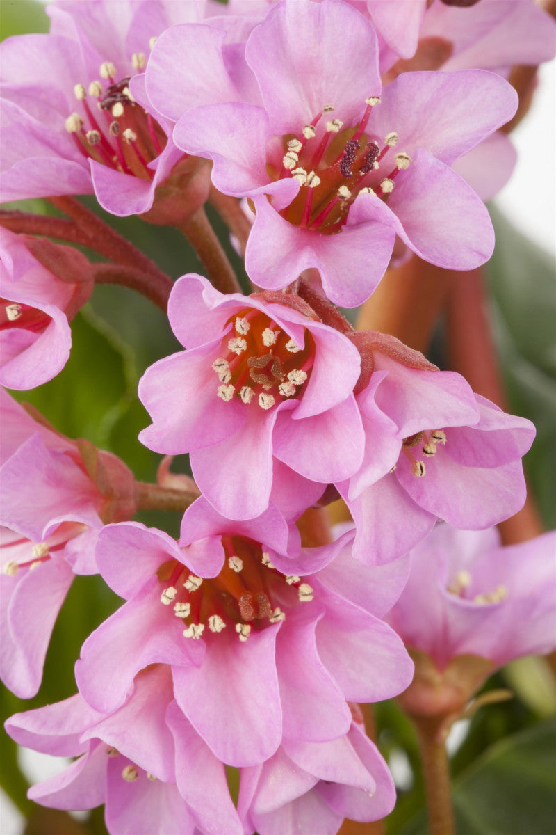 Bergenia cordifolia 'Oeschberg' mit Blüte ;;ab 6,40 Euro