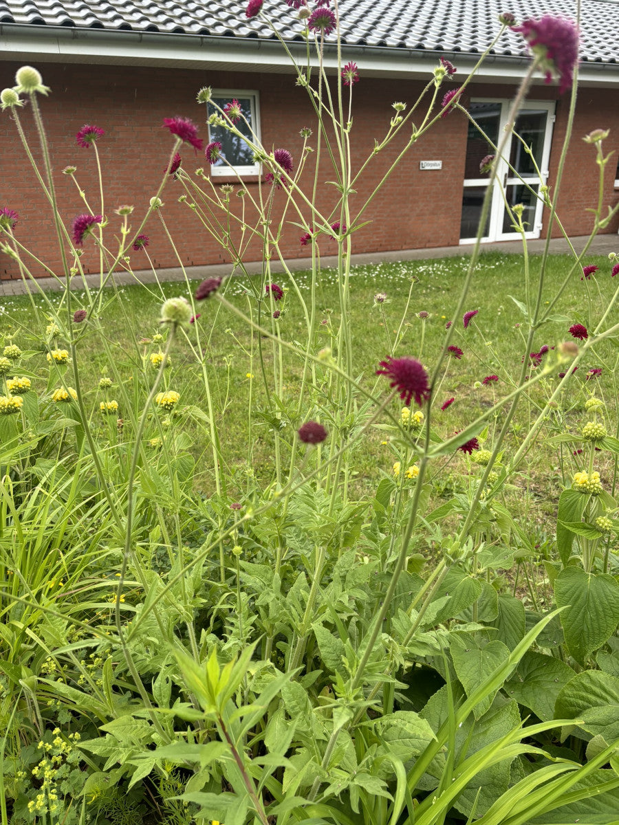 Knautia macedonica (Mazedonische Witwenblume)