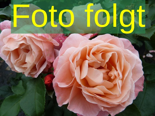 Bild wird ergänzt für Rosa 'Goethe-Rose' (Edelrose 'Goethe-Rose')