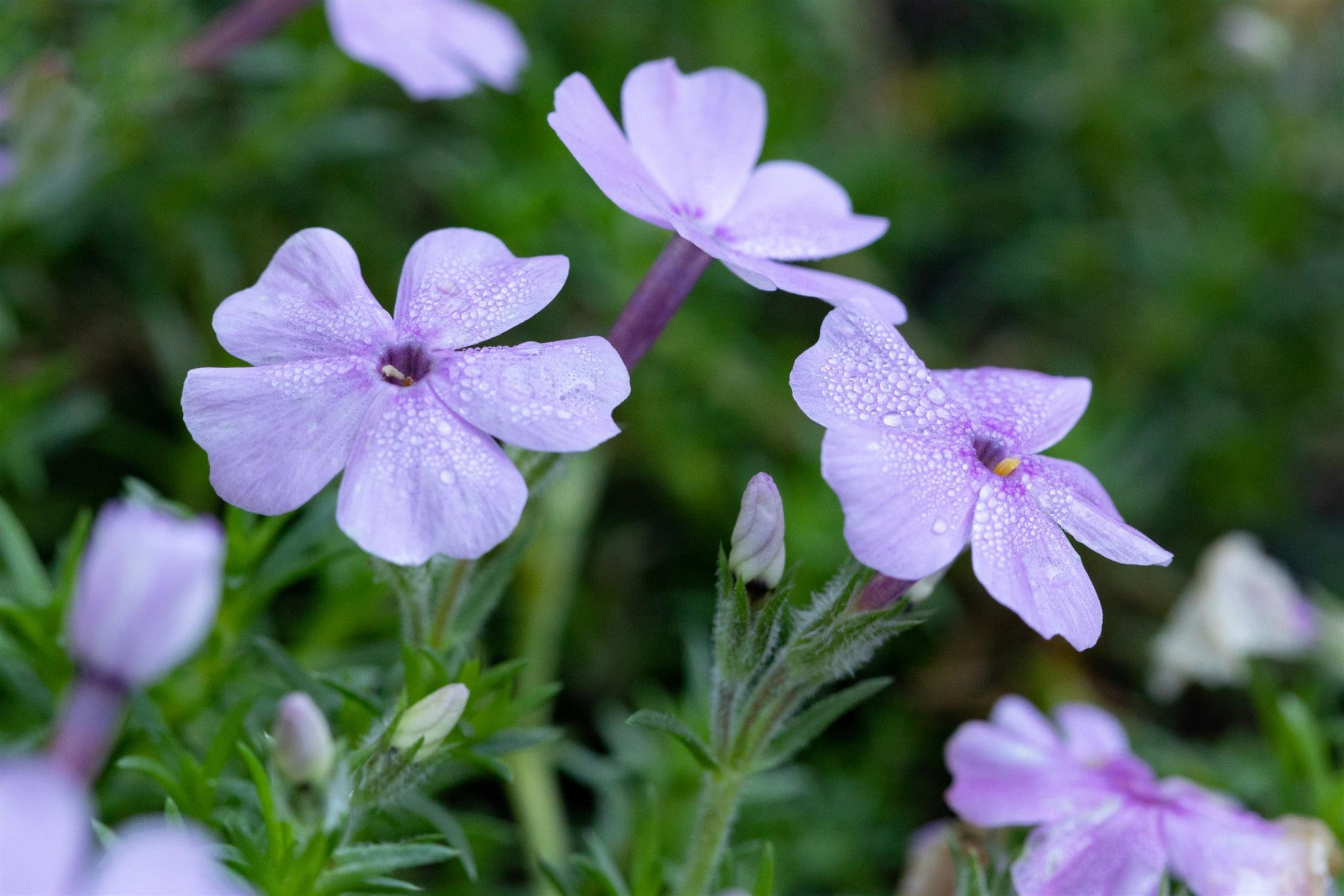 Phlox douglasii 'Lachsjuwel' (Garten-Teppich-Flammenblume)