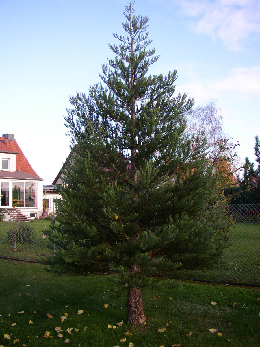 Sequoiadendron giganteum , erhältlich von 30-40 bis 175-200 cm ;;ab 71,00 Euro