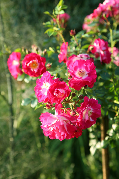 Rosa 'Lipstick' BDR mit Blüte ;;ab 8,10 Euro