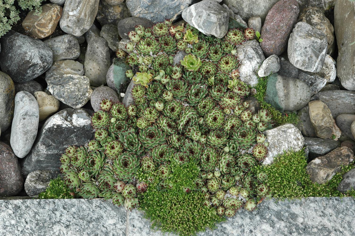 Sempervivum tectorum (Dach-Hauswurz)